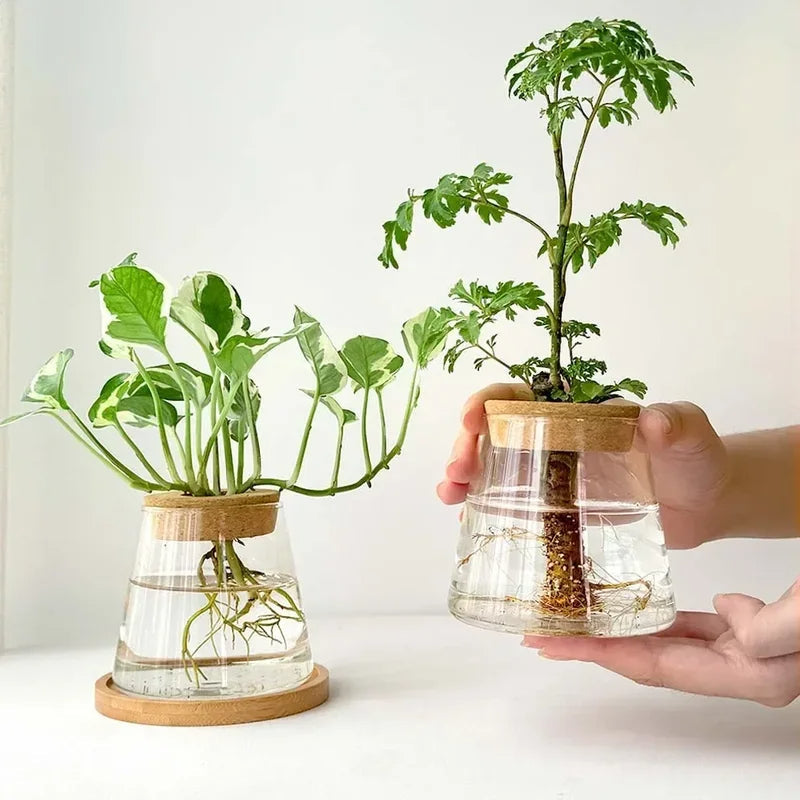 Nordic Glass Hydroponic Vase – Self-Watering Plant Planter with Tray for Modern Tabletop Décor, Ideal Home Gift for Plant Lovers