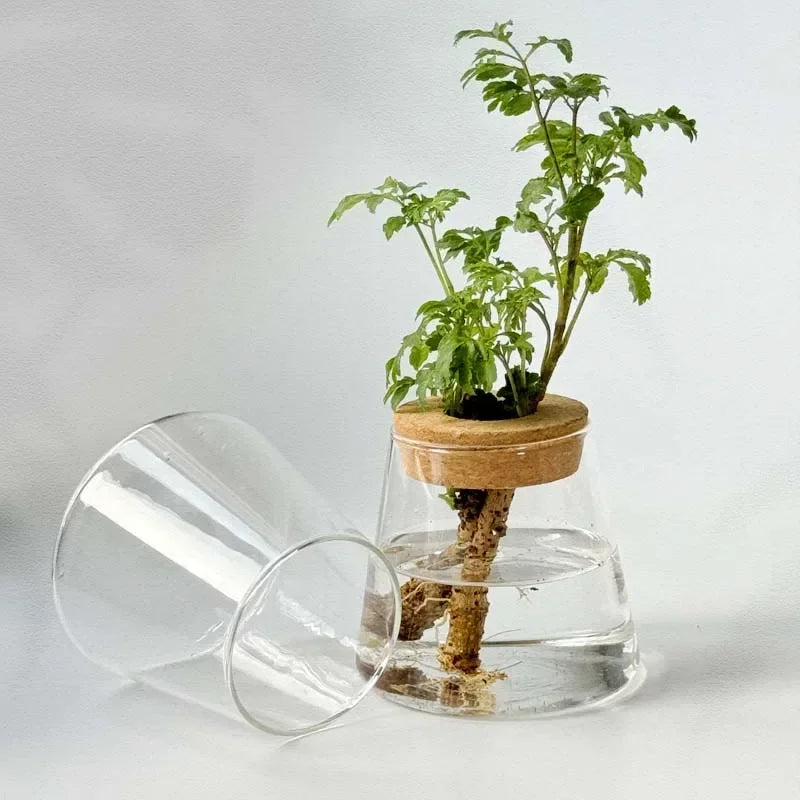 Nordic Glass Hydroponic Vase – Self-Watering Plant Planter with Tray for Modern Tabletop Décor, Ideal Home Gift for Plant Lovers