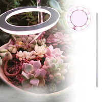 Pink White 1